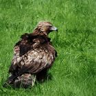 Steinadler in der Voliere