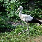 Weissstorch in Aussenvoliere