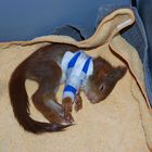 verletztes Eichhörnchen in Therapie nach Beinbruch