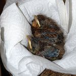 Aufzucht von Nestlingsvögeln