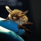 Bechsteinfledermaus in Therapie nach Katzenbiss