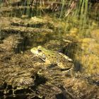 Teichfrosch im Biotop auf dem Naturlehrpfad