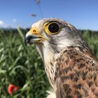 Turmfalke bei der Auswilderung - genesen nach Operation