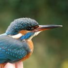 Eisvogel nach Behandlung