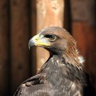 Steinadler in der Aussenvoliere